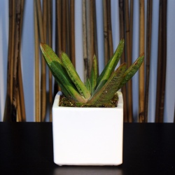 Mini Terrarium cube