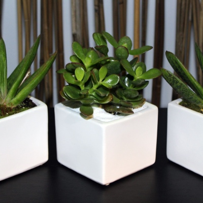 Terrariums minis Soculent. set 3 pz