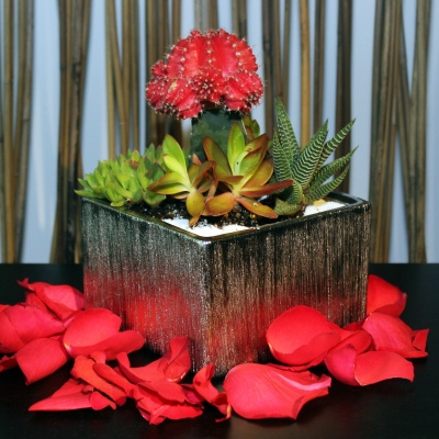 Terrarium Cube Silver