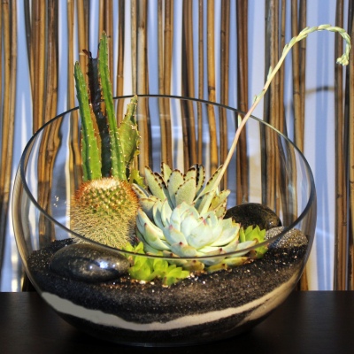 Half Moon Terrarium Mediun