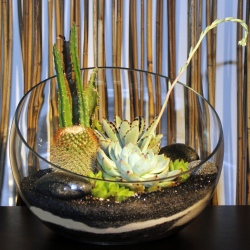 Half Moon Terrarium Mediun
