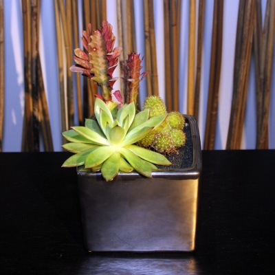 Terrarium cube Matalic
