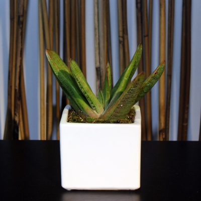 Mini Terrarium cube