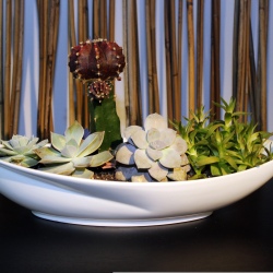 Terrarium long white
