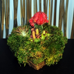 Terrarium Garden