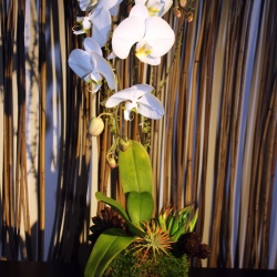  Phalenopsis Orchid